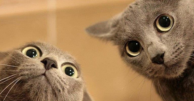 ตรวจพบมัลแวร์ SparkKitty แฝงตัวบน Google Play และ App Store