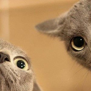 ตรวจพบมัลแวร์ SparkKitty แฝงตัวบน Google Play และ App Store